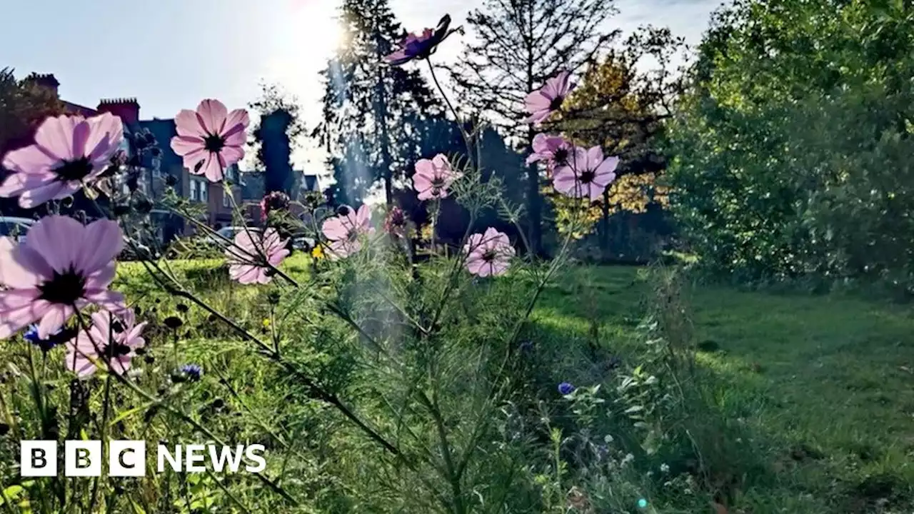 UK weather: Country sees a 'second spring' due to mild November weather