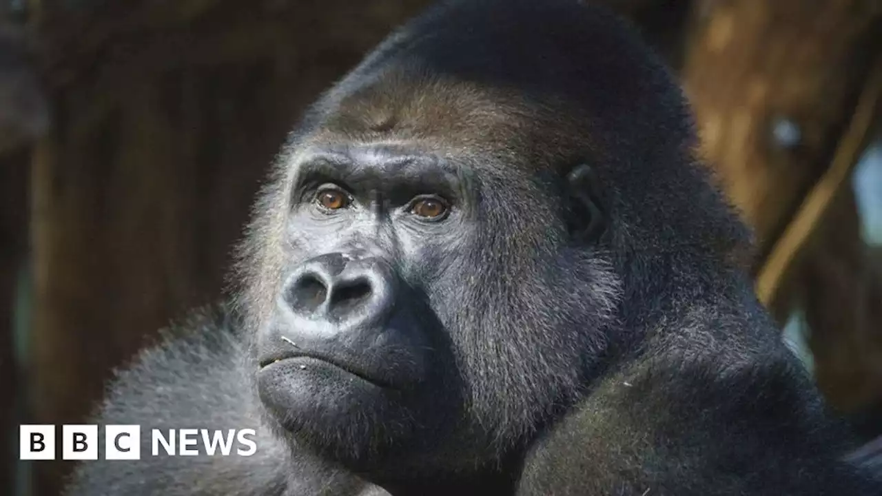 London Zoo welcomes new silverback gorilla Kiburi