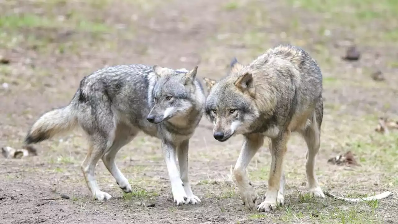 Bund erlaubt Abschuss von Tessiner Jungwolf