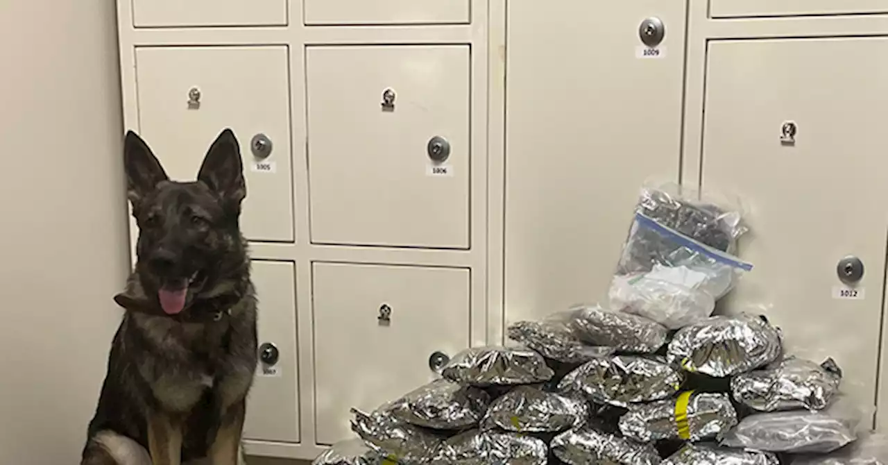 PHOTO: K-9 Sniffs Out Drugs Worth $125K First Day on the Job