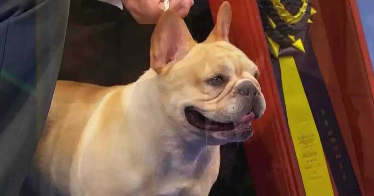 French bulldog, Winston, wins Best in Show at 2022 National Dog Show