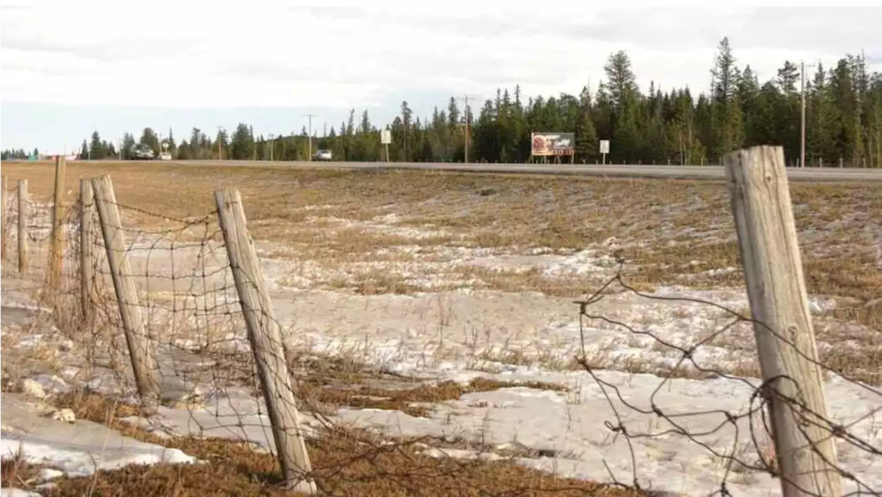 'A lot of wildlife and livestock': Better strategy needed for fencing along area highways, First Nation says