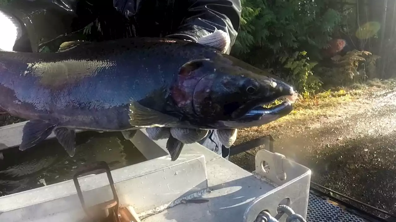 Record-setting salmon run in Shawnigan Creek will benefit entire region