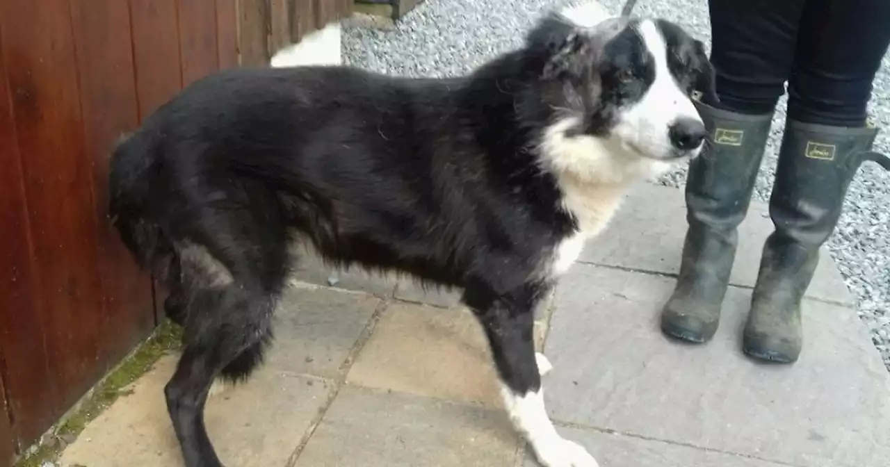 Cruel dog owner left yelping Collies to suffer with painful infections on farm