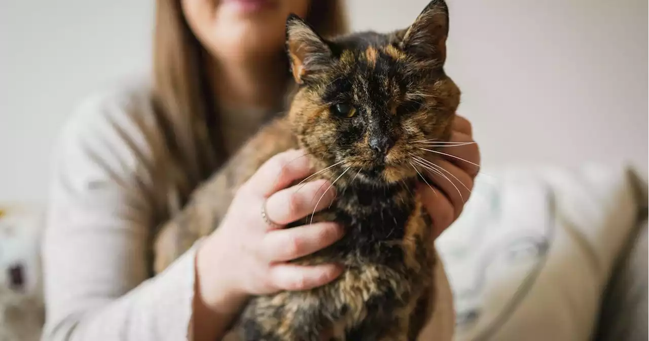 Flossie, the world's oldest living cat, is nearly 27 years old