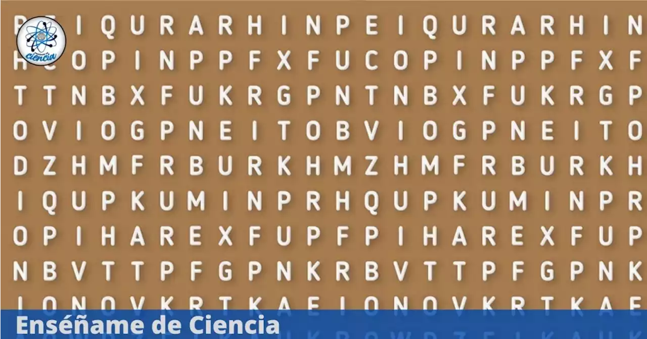 Acertijo viral IMPOSIBLE: Ubica la palabra “ERIZO” que se esconde en la sopa de letras