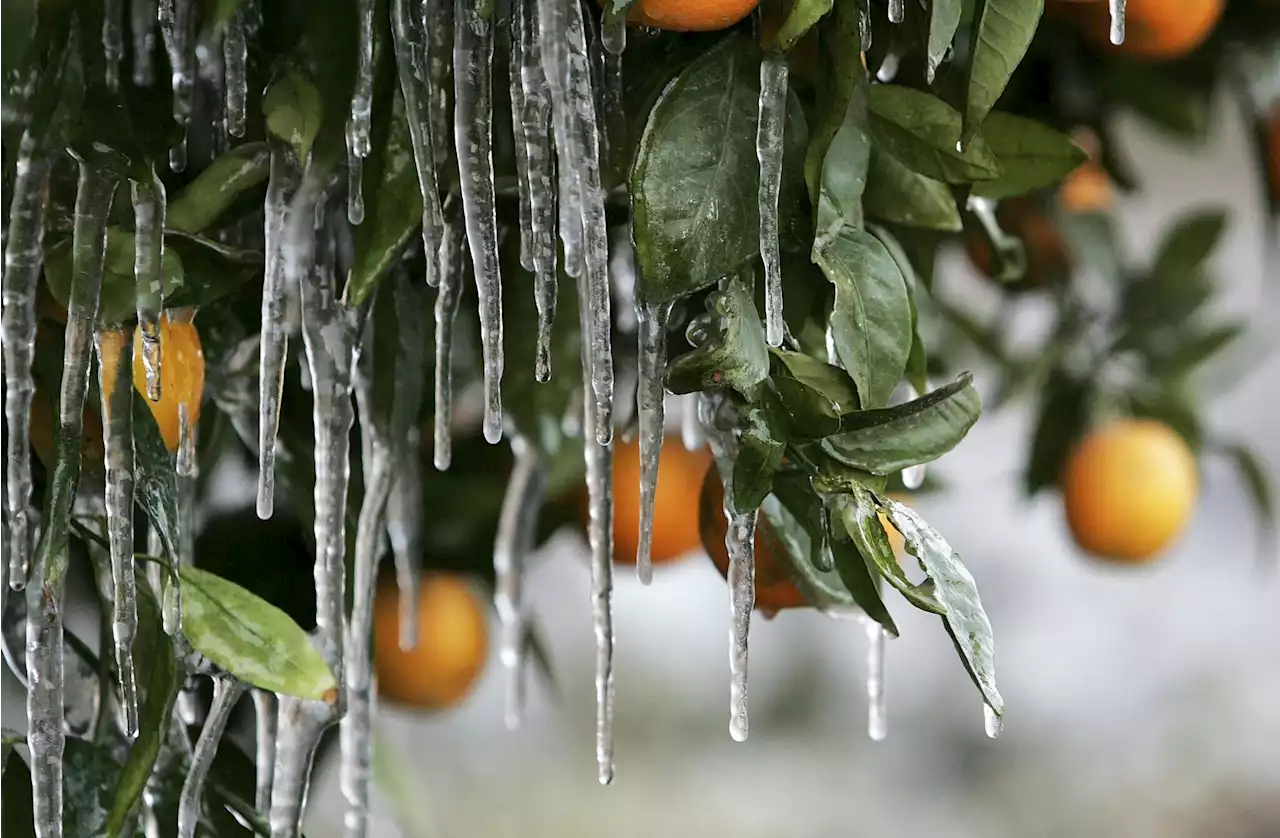 Prepare for even colder weather by protecting cold-sensitive plants