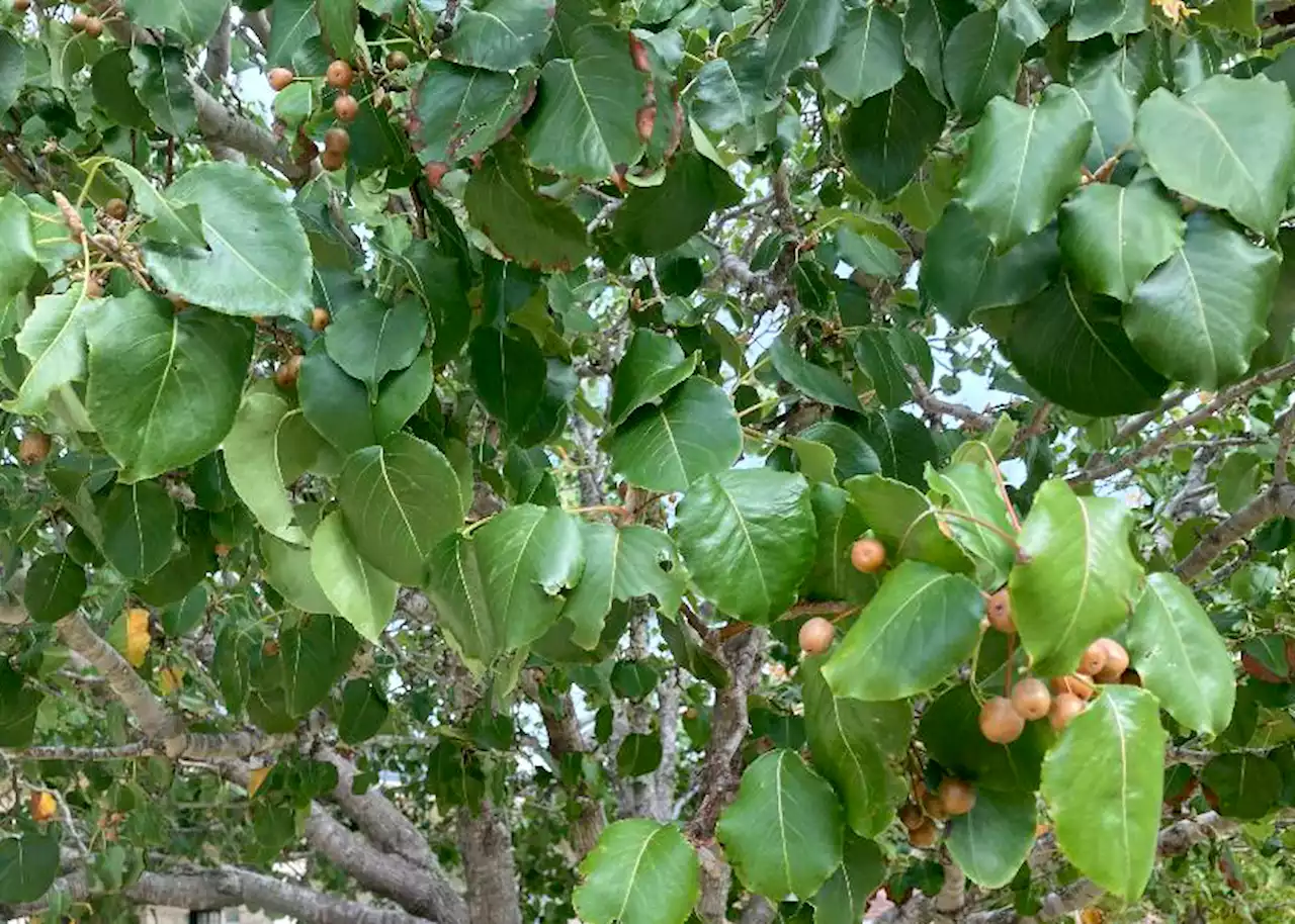 Remove the ornamental pear tree before it falls on the car or house