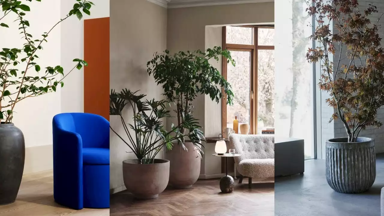 Indoor trees: the expert guide to keeping them in Irish homes | IMAGE.ie