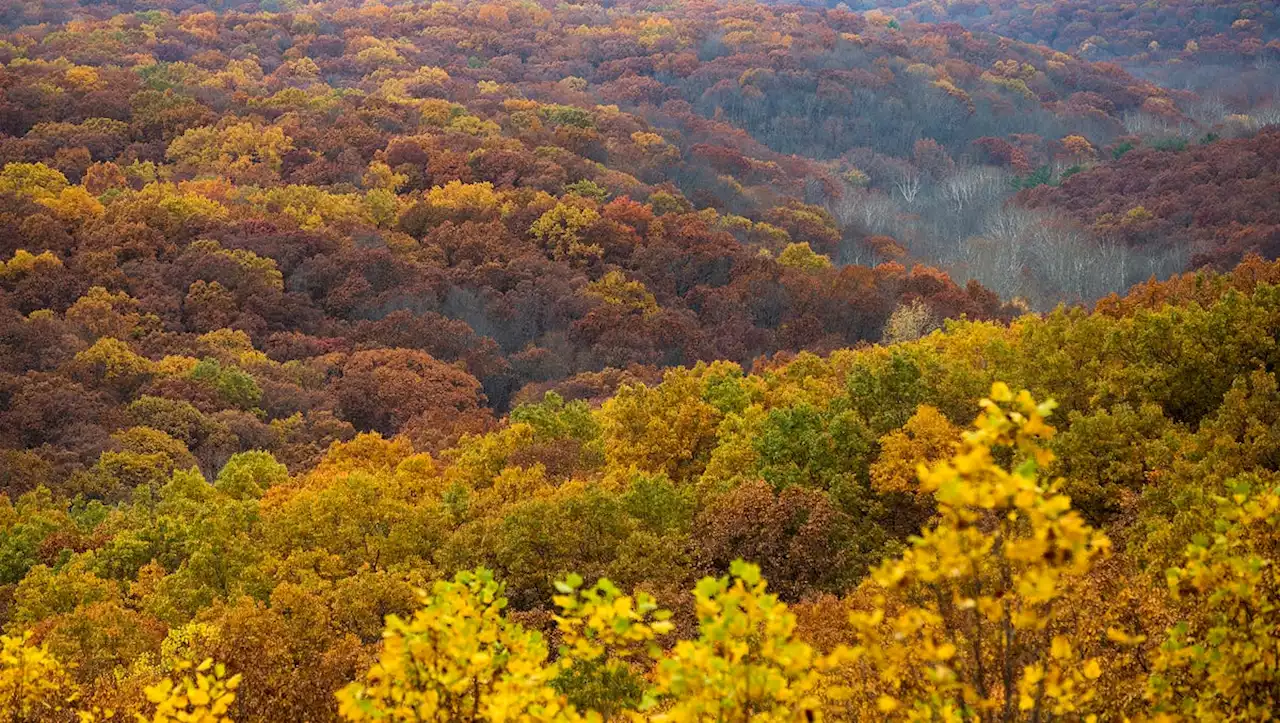 Volunteer, state crews contain 110-acre brush fire at Brown County State Park