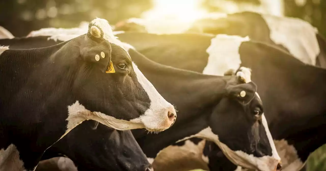 Farmer who deprived cattle of water banned from farming for 10 years