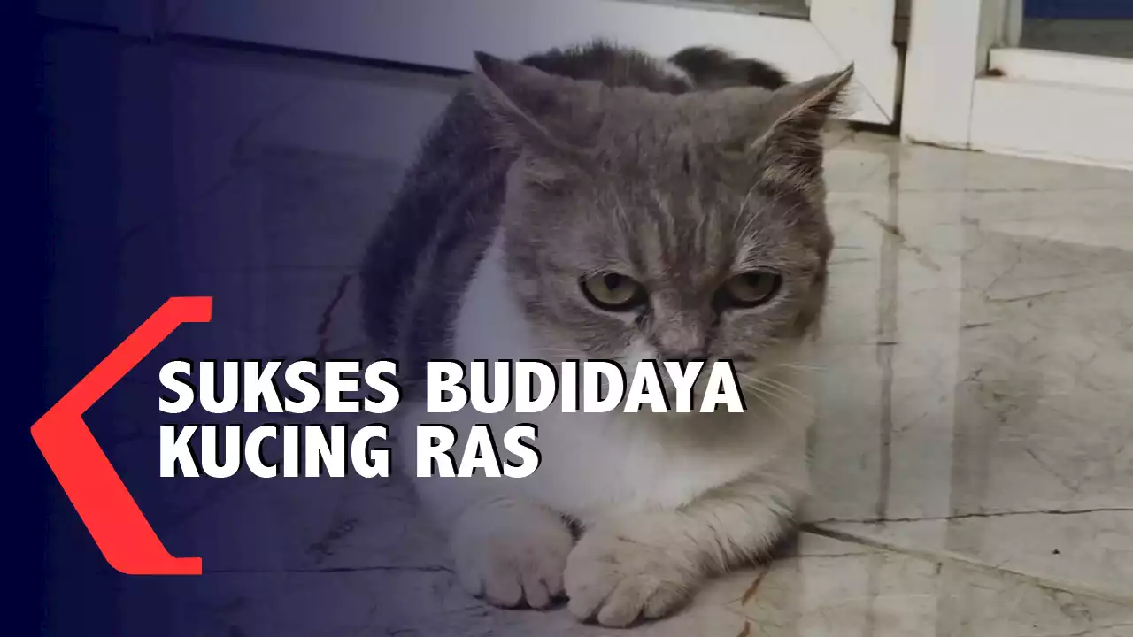 Budidaya Kucing Ras Harga Puluhan Juta