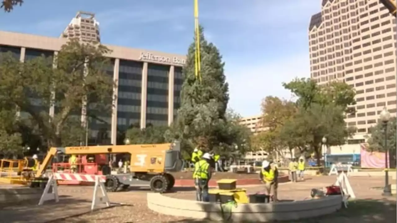 50-foot Christmas tree arrives at Travis Park in San Antonio