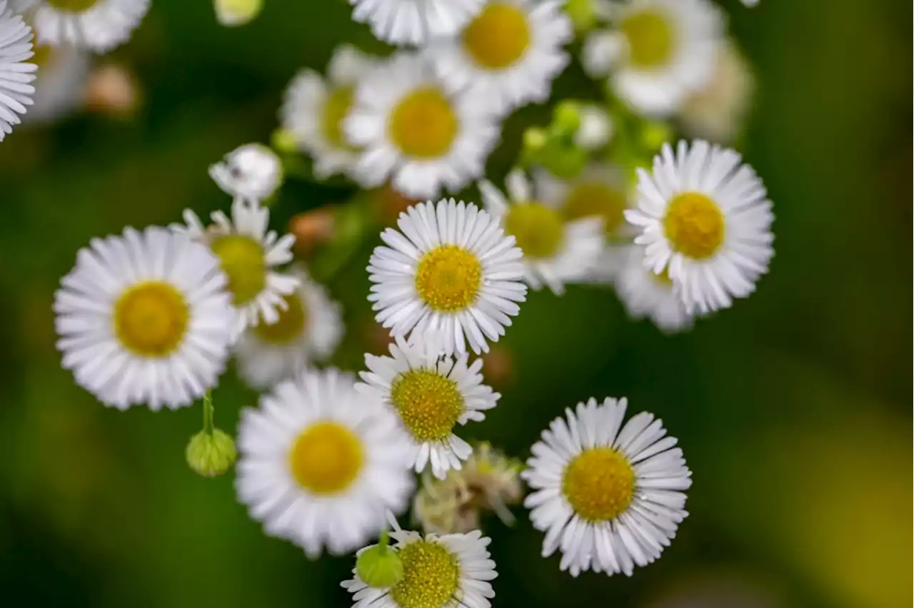 Master Gardener: Some alternatives for this non-native groundcover