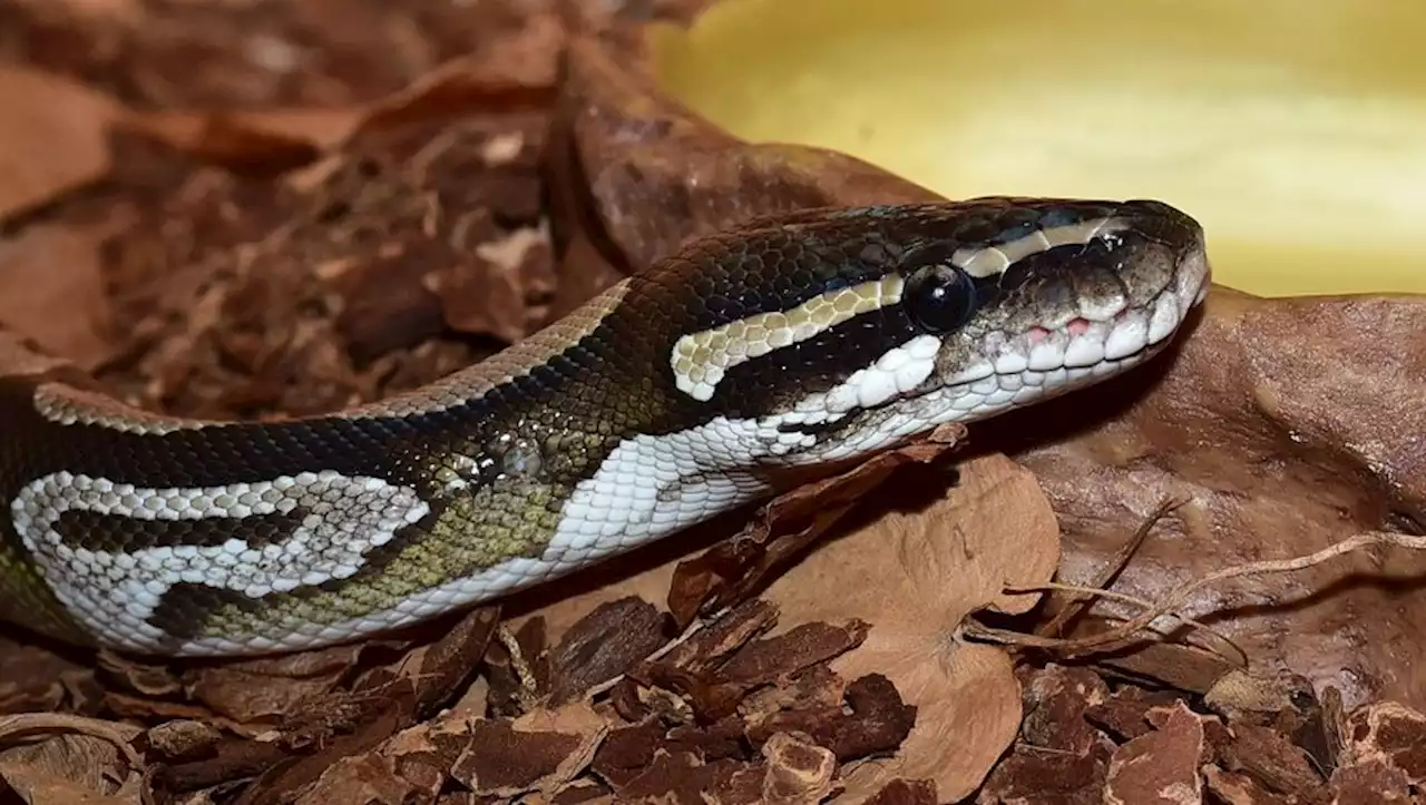 Australie : un garçon de cinq ans survit à l'attaque d'un python