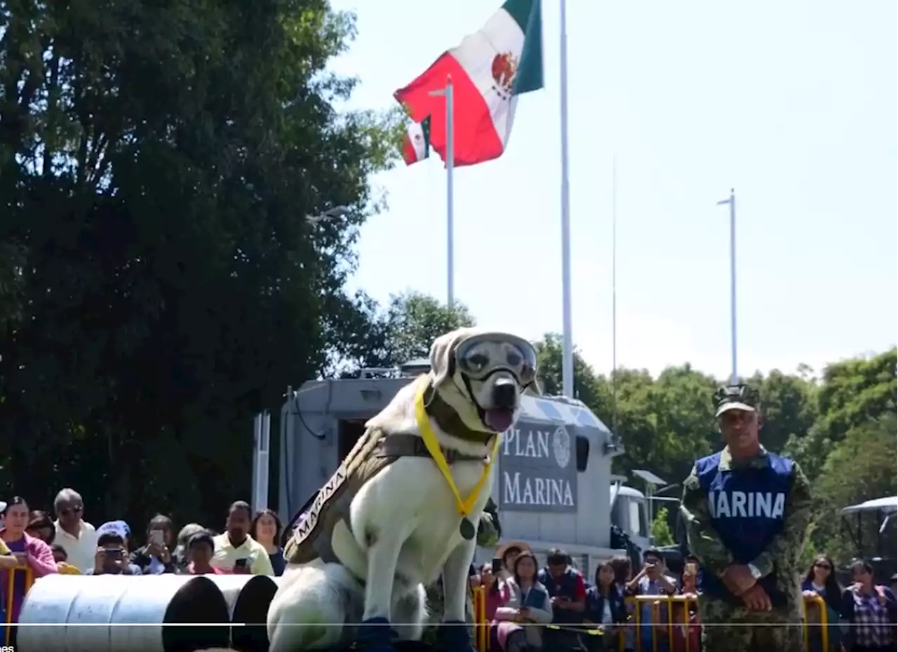 Semar da emotivo último adiós a la perrita Frida