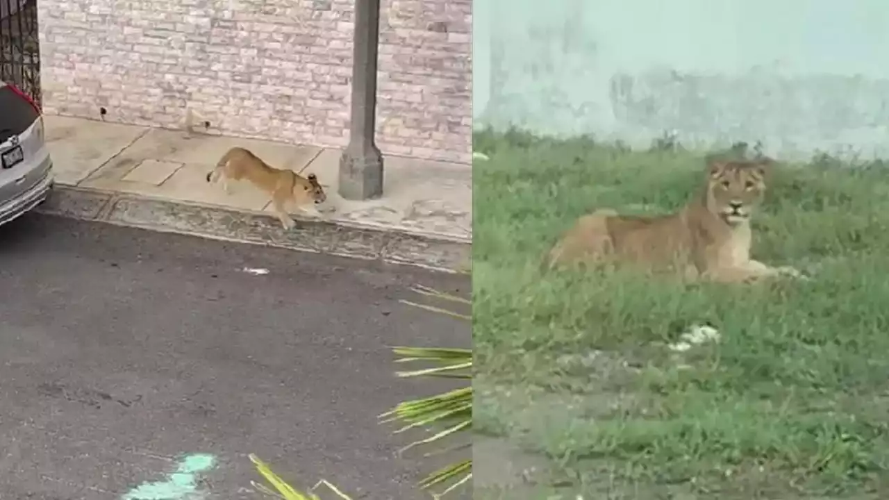 VIDEO: Reportan un león suelto en la Riviera Veracruzana