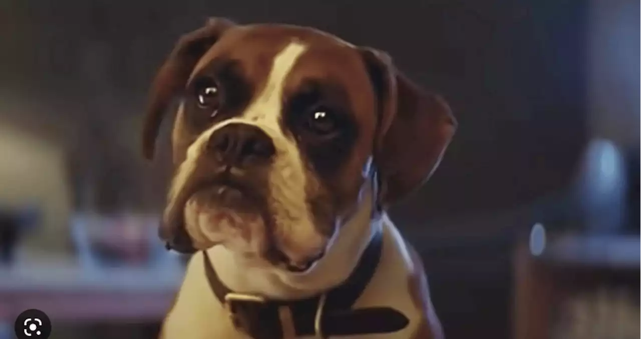 The owner of Buster the dog from John Lewis Christmas advert confirms he has died