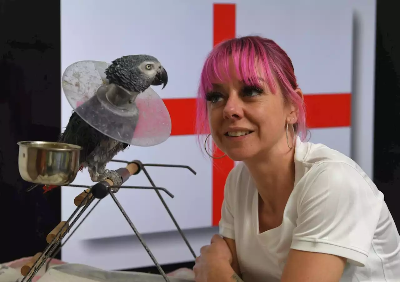 Football obsessed parrot named Joey from Preston reckons this year - It's Coming Home!