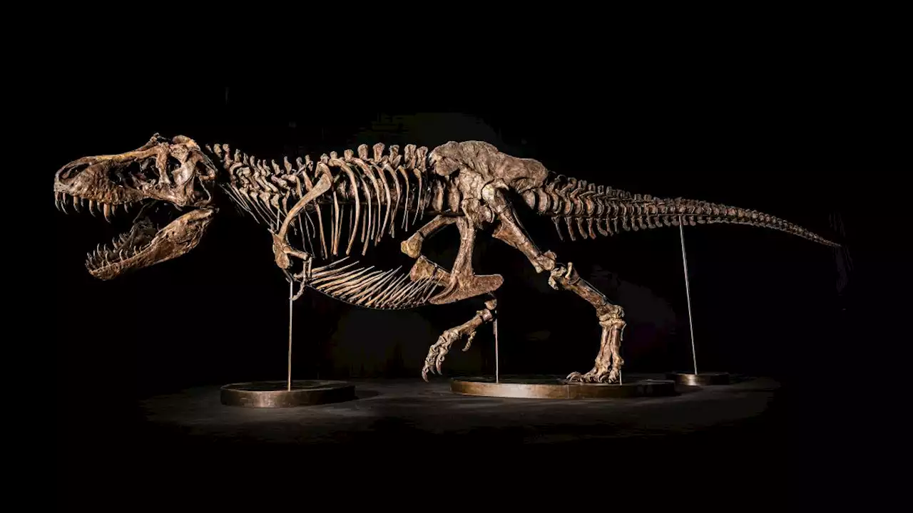 $25 million auction of T. rex skeleton called off at the last minute over replica bone controversy