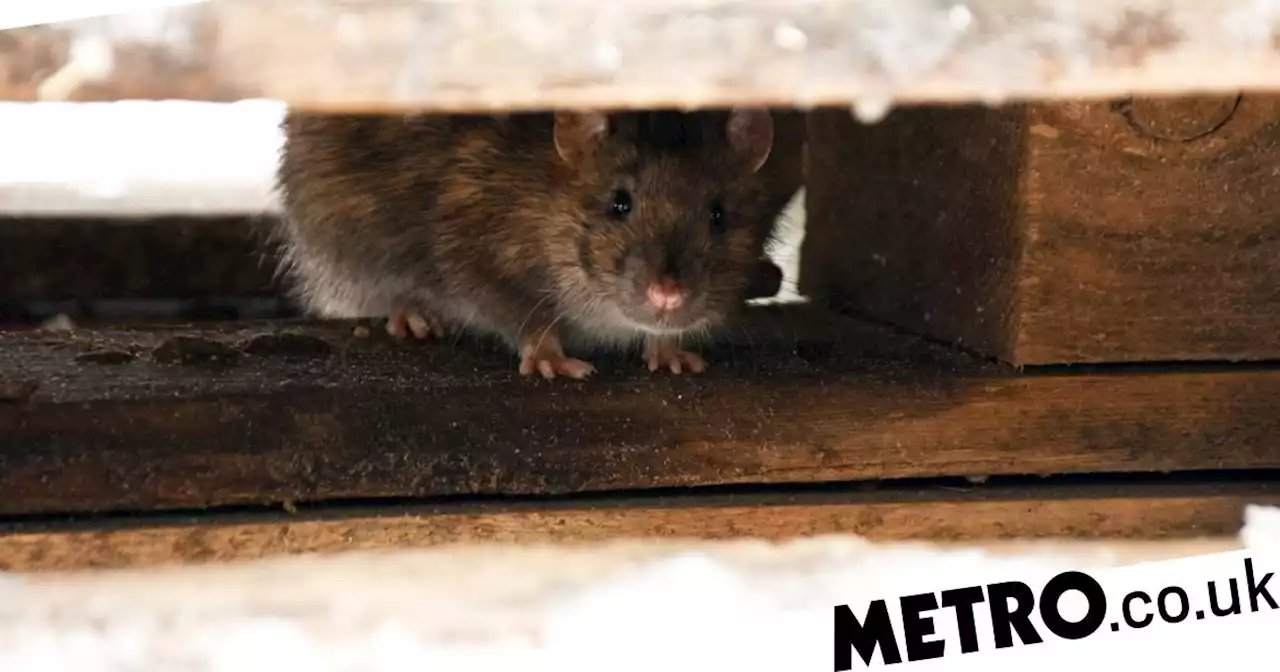 Police claim rats ate 200kg of cannabis that mysteriously vanished from station