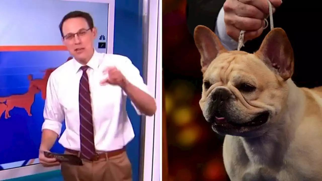 French bulldog wins National Dog Show, but Steve Kornacki is clear runner-up