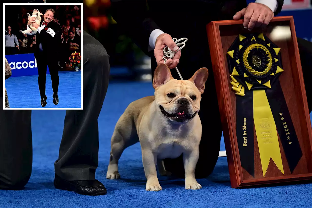 Winston the French bulldog wins Best in Show in Philadelphia