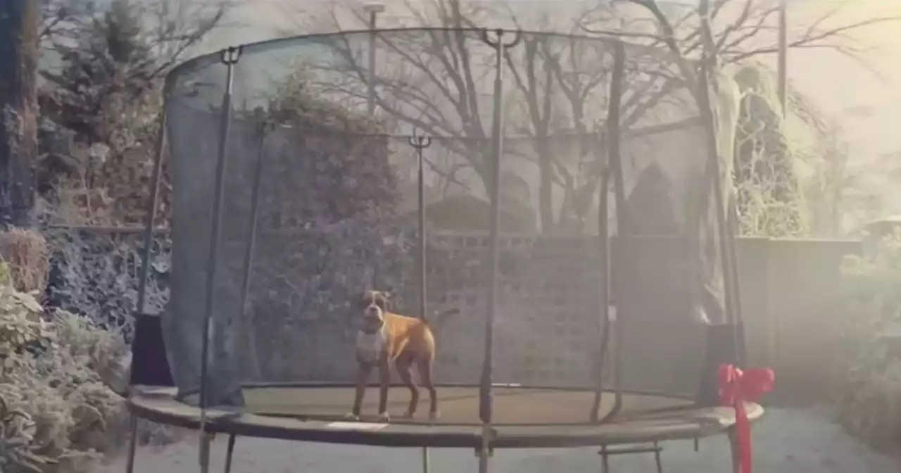 Christmas heartbreak as Buster the trampoline dog from John Lewis advert dies