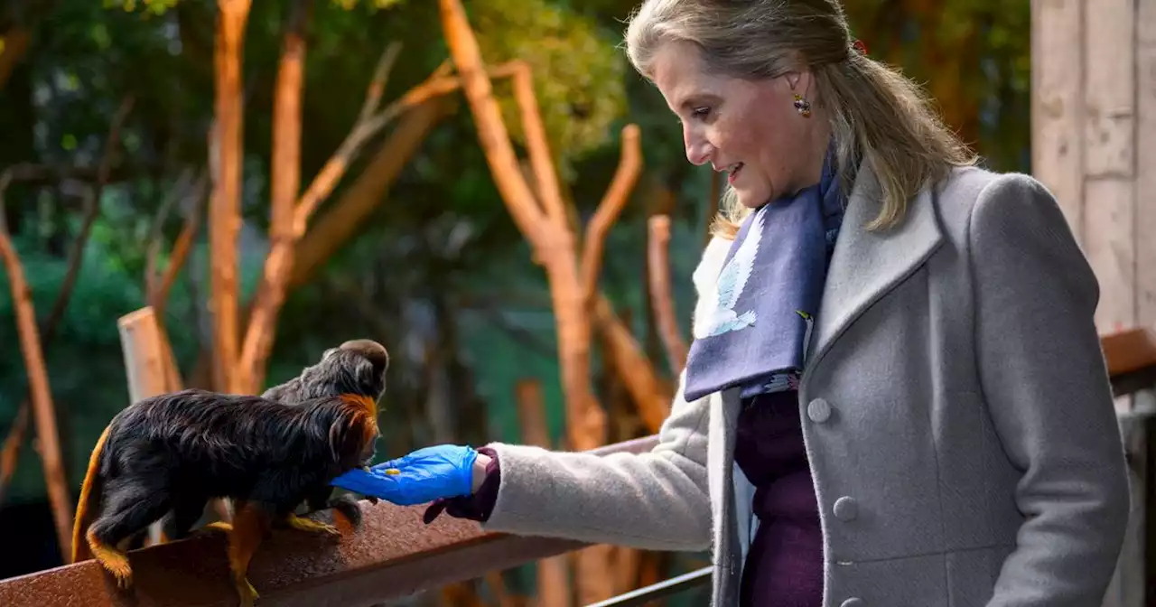 Sophie, Countess of Wessex effortlessly stylish as she feeds animals on zoo trip