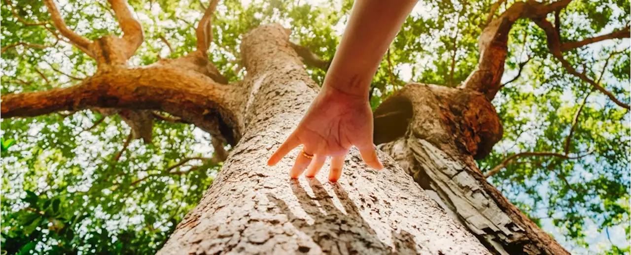 People in Portland Planted Trees. Decades Later, a Stunning Pattern Emerged