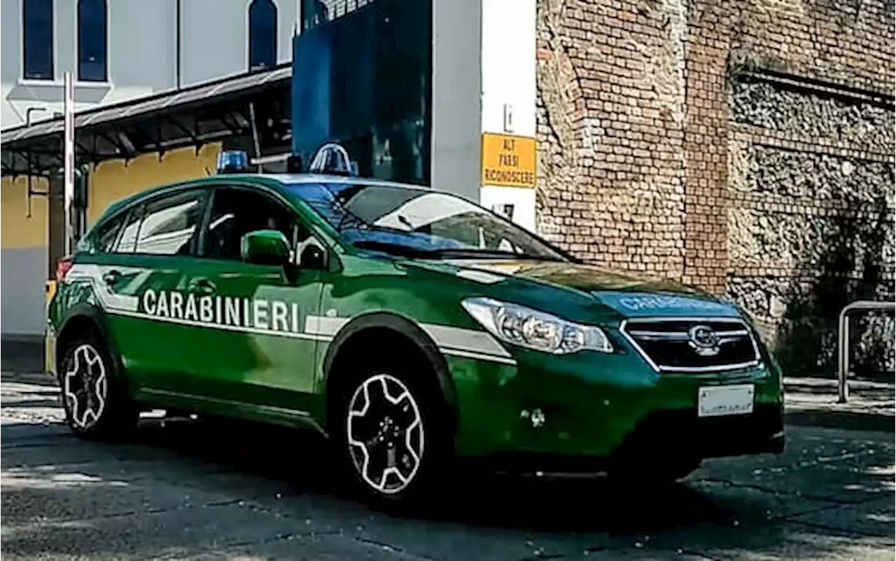 Avellino, cuccioli abbandonati salvati dai carabinieri forestali