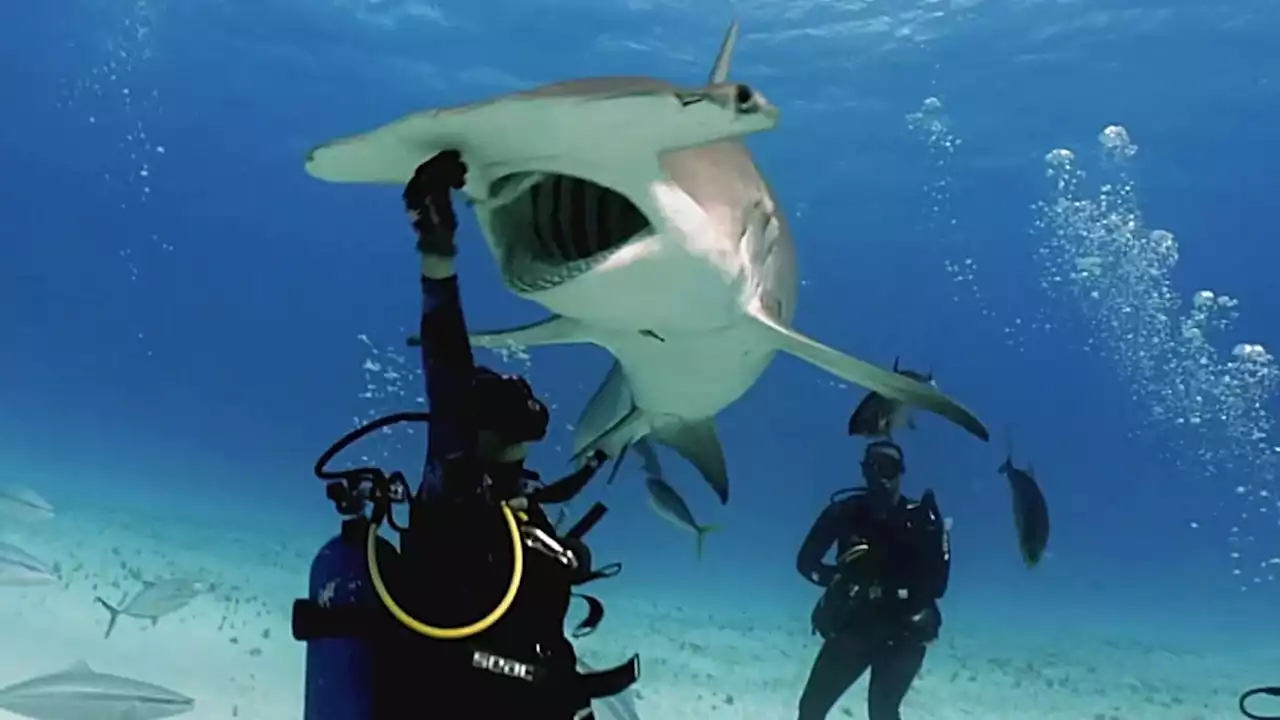 Hammerhai frisst furchtlosem Taucher aus der Hand