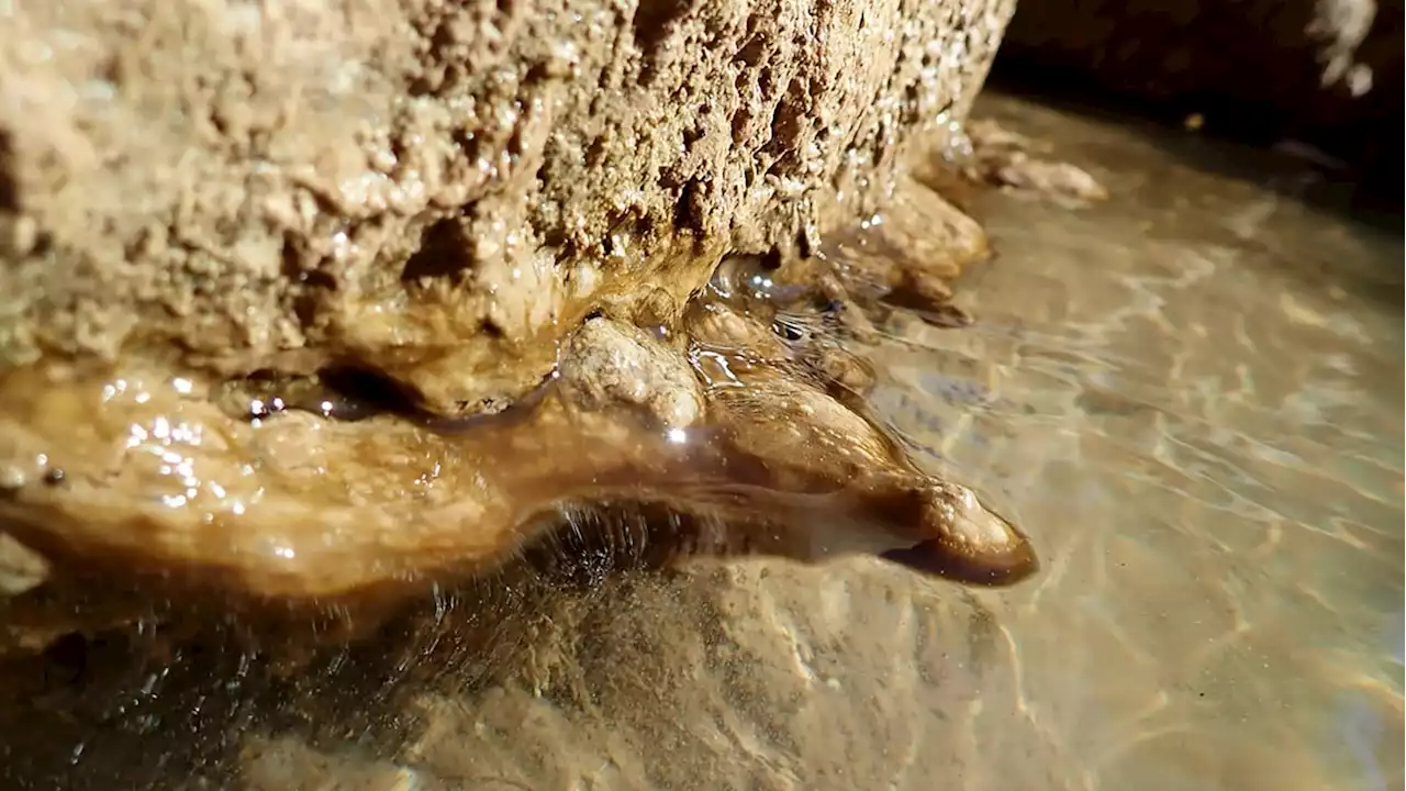 The Mysterious Dog-Killing Bacteria Plaguing a Popular National Park