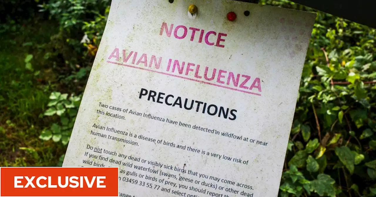 Bird flu outbreak being closely monitored as virus mutation 'could pose threat to human health'