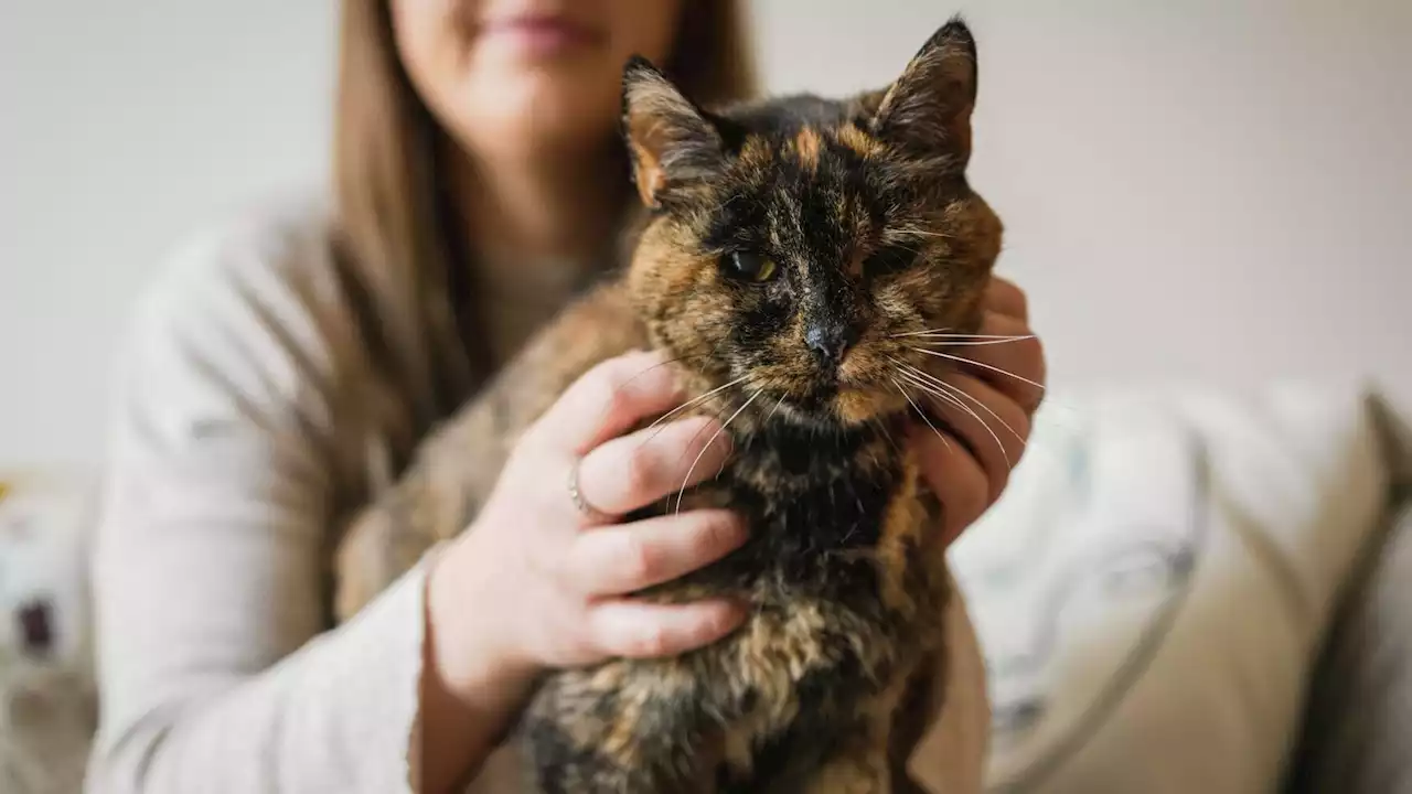 Flossie, the world's oldest living cat, is nearly 27 years old