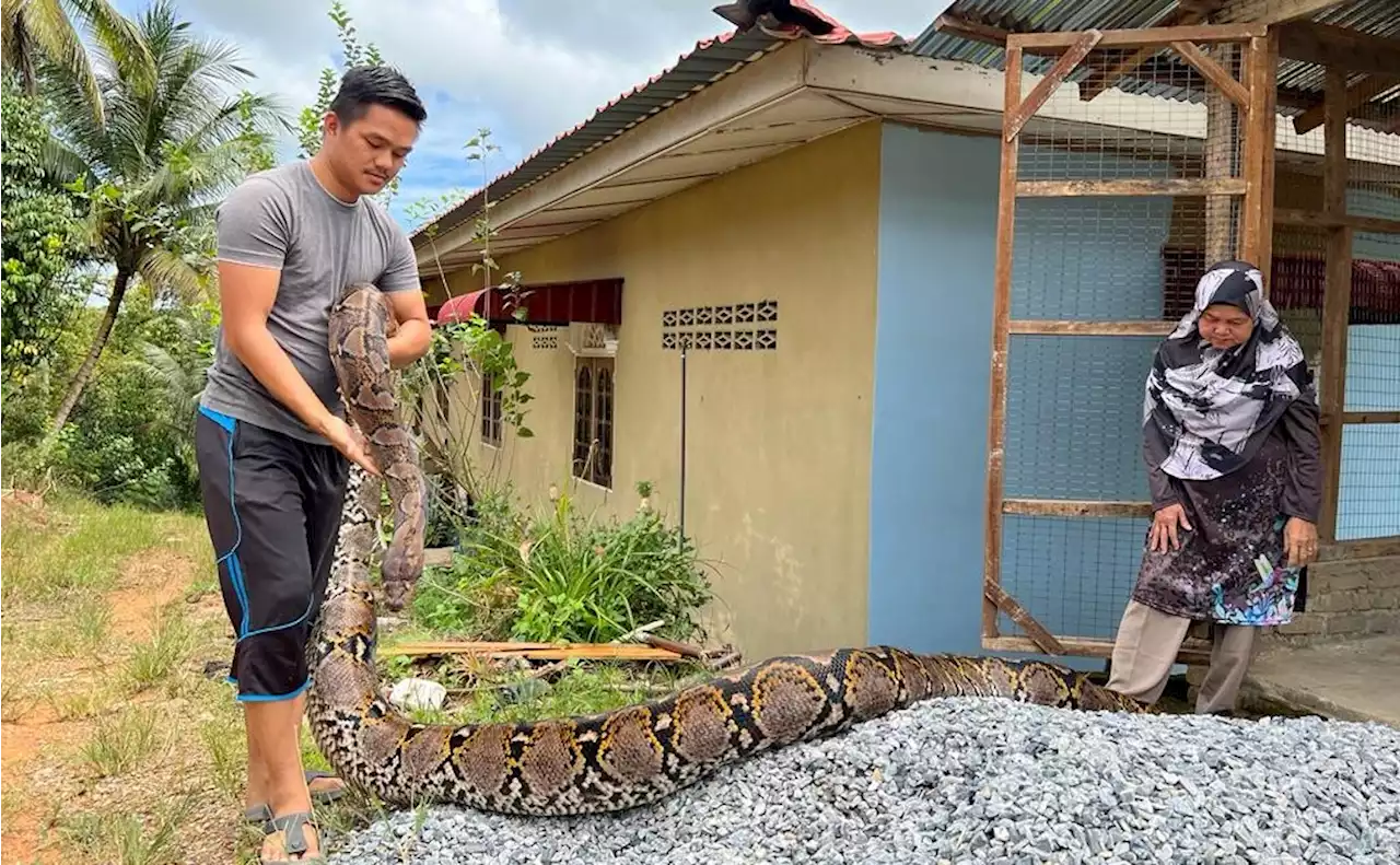 Sembilan tahun hidup bersama ular sawa batik