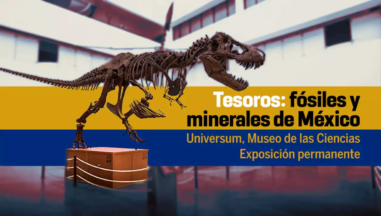 Tesoros: Fósiles y Minerales de México - Universum, Museo de las Ciencias de la UNAM - DGDC, UNAM