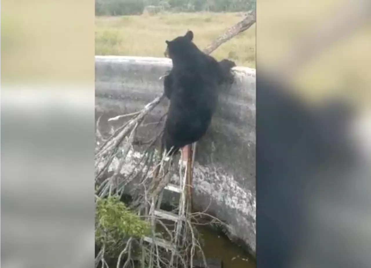 Trabajador rescata a oso negro atrapado en estanque en rancho de Hermanas, Coahuila