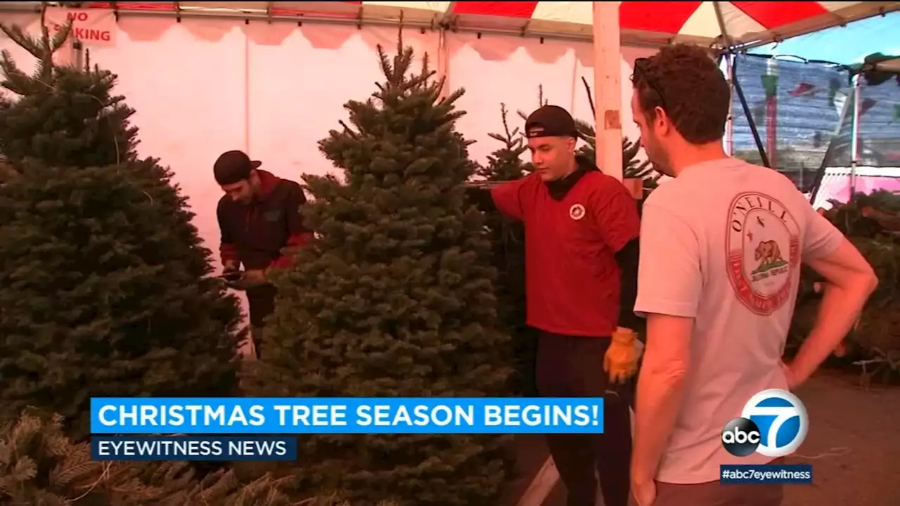 Christmas trees likely to be costlier, less available this year, experts say