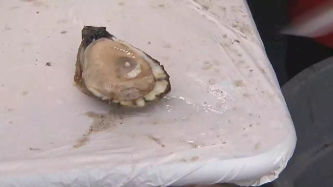 FDA warns against consuming raw oysters distributed to 13 states after reported illnesses