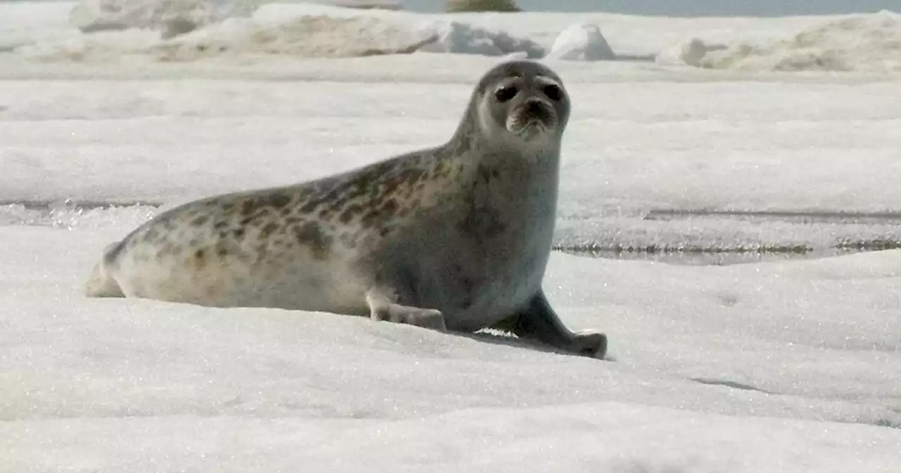 State, North Slope Borough file lawsuit seeking to remove ringed seals’ threatened listing