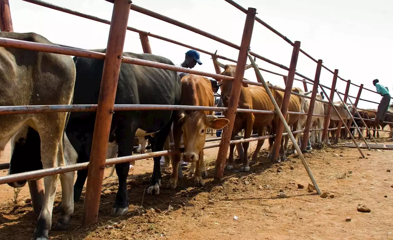 Zimbabwe: Cattle Turn Into New Currency Amid Inflation in Zimbabwe