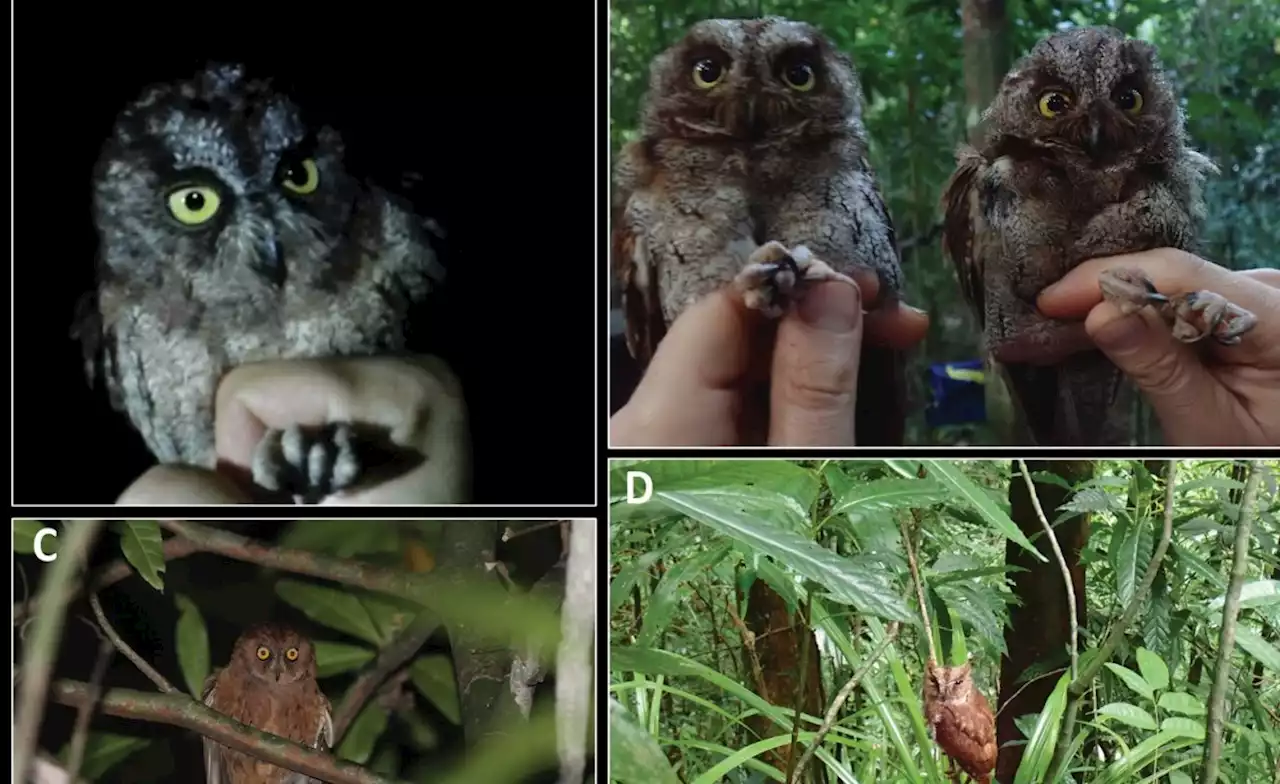Africa: We Discovered a New Species of Owl - but We Already Think It's in Danger