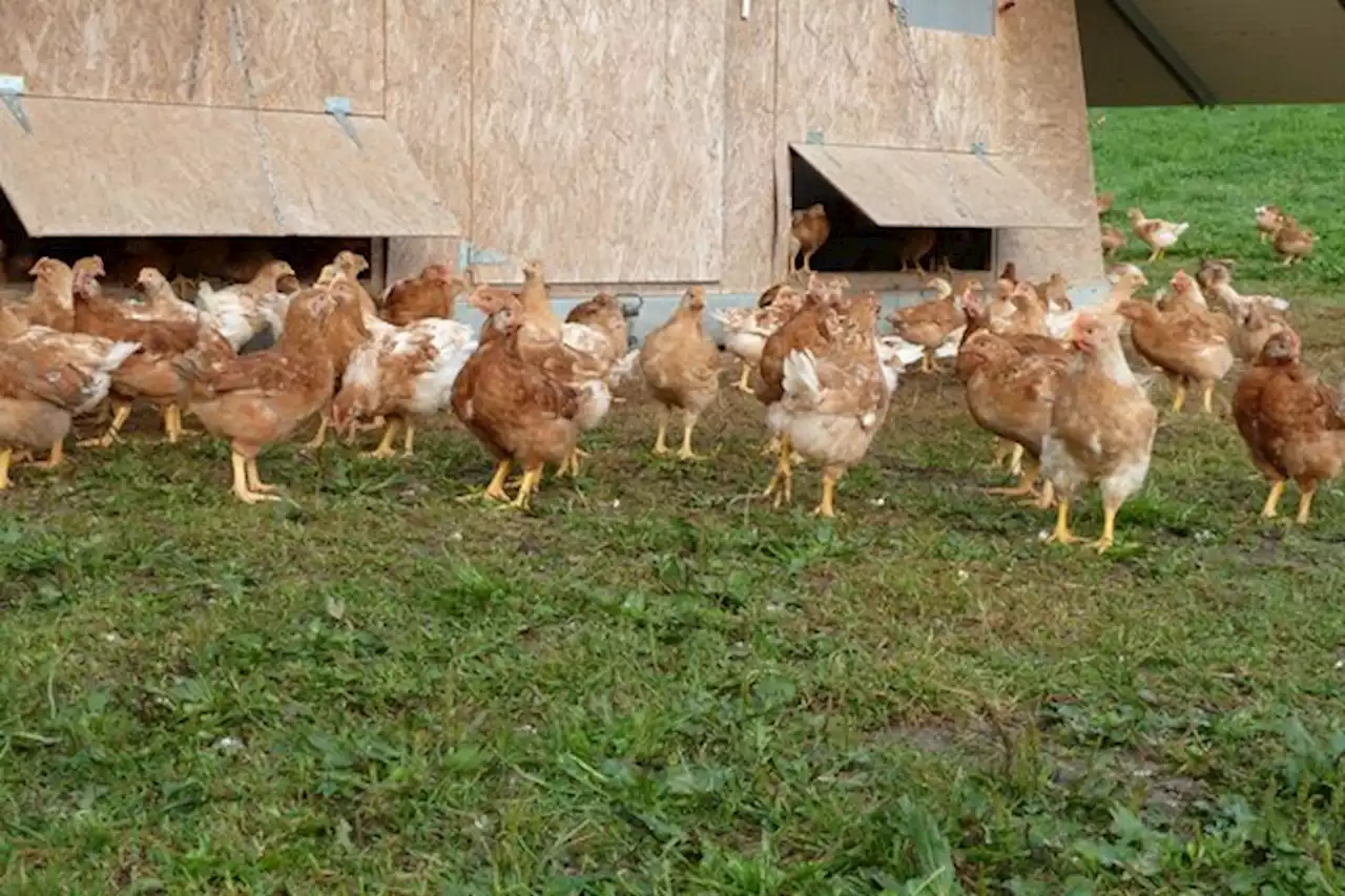 «Es werden in Zukunft mehr Vogelgrippefälle erwartet» - bauernzeitung.ch