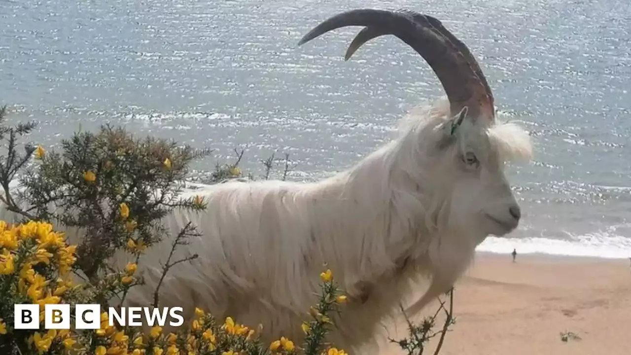 Bournemouth clifftop goat herd set to double