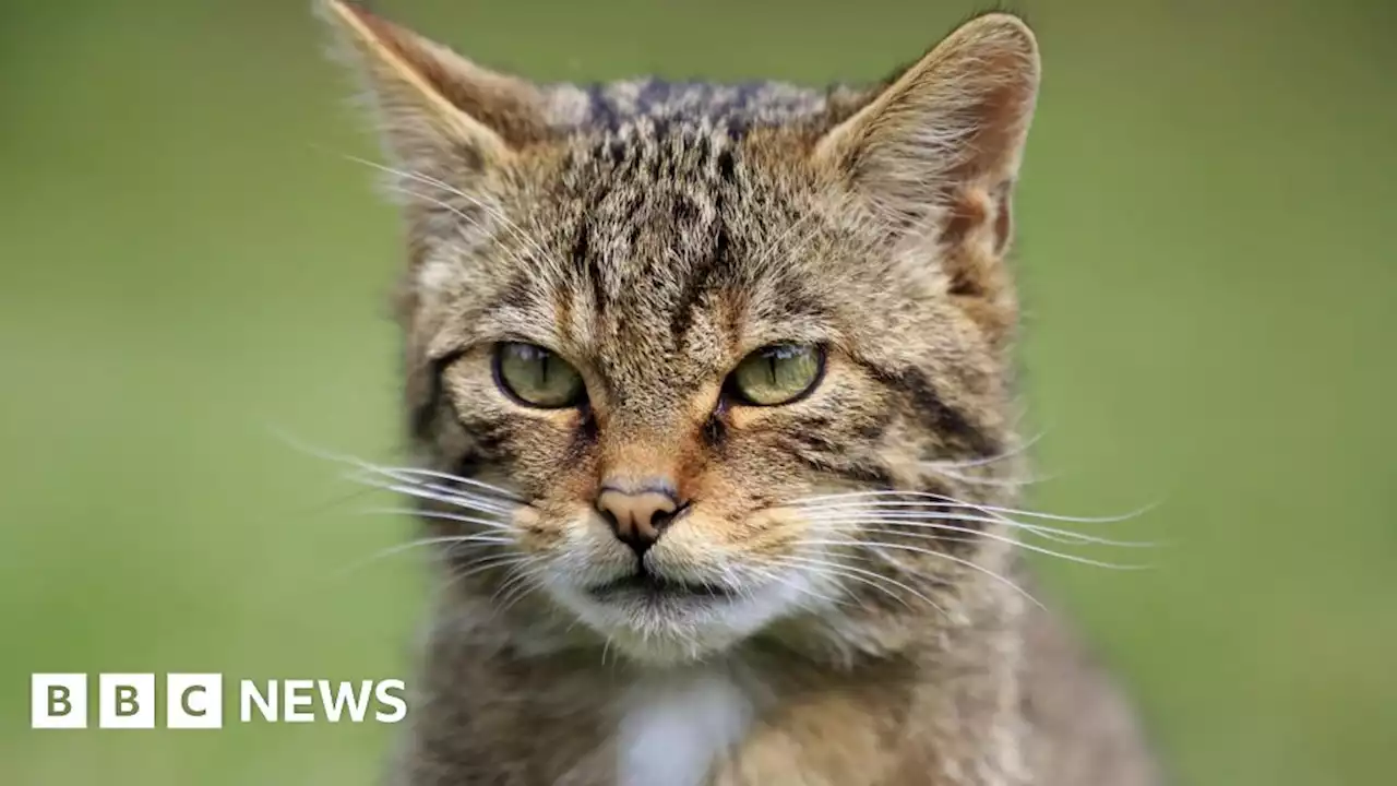 Devon Wildlife Trust seeks 'wildcat officer' to help reintroduce species in England