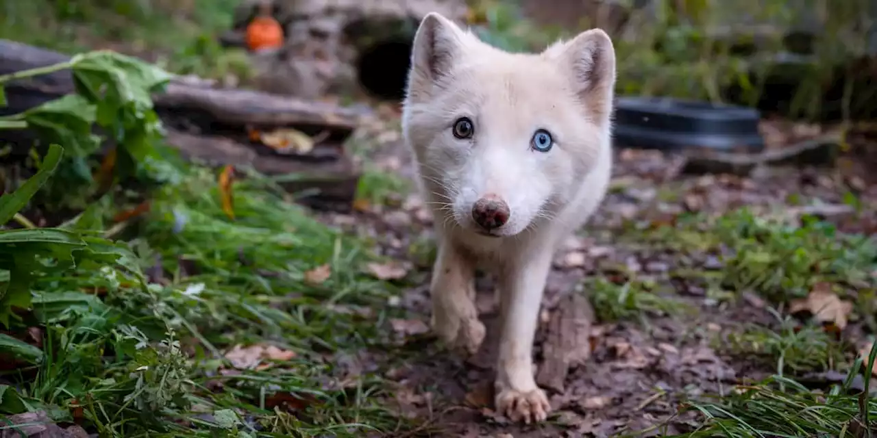 Das Schicksal von Polarfuchs „Wukk“ zeigt das perverse Geschäft mit Wildtieren