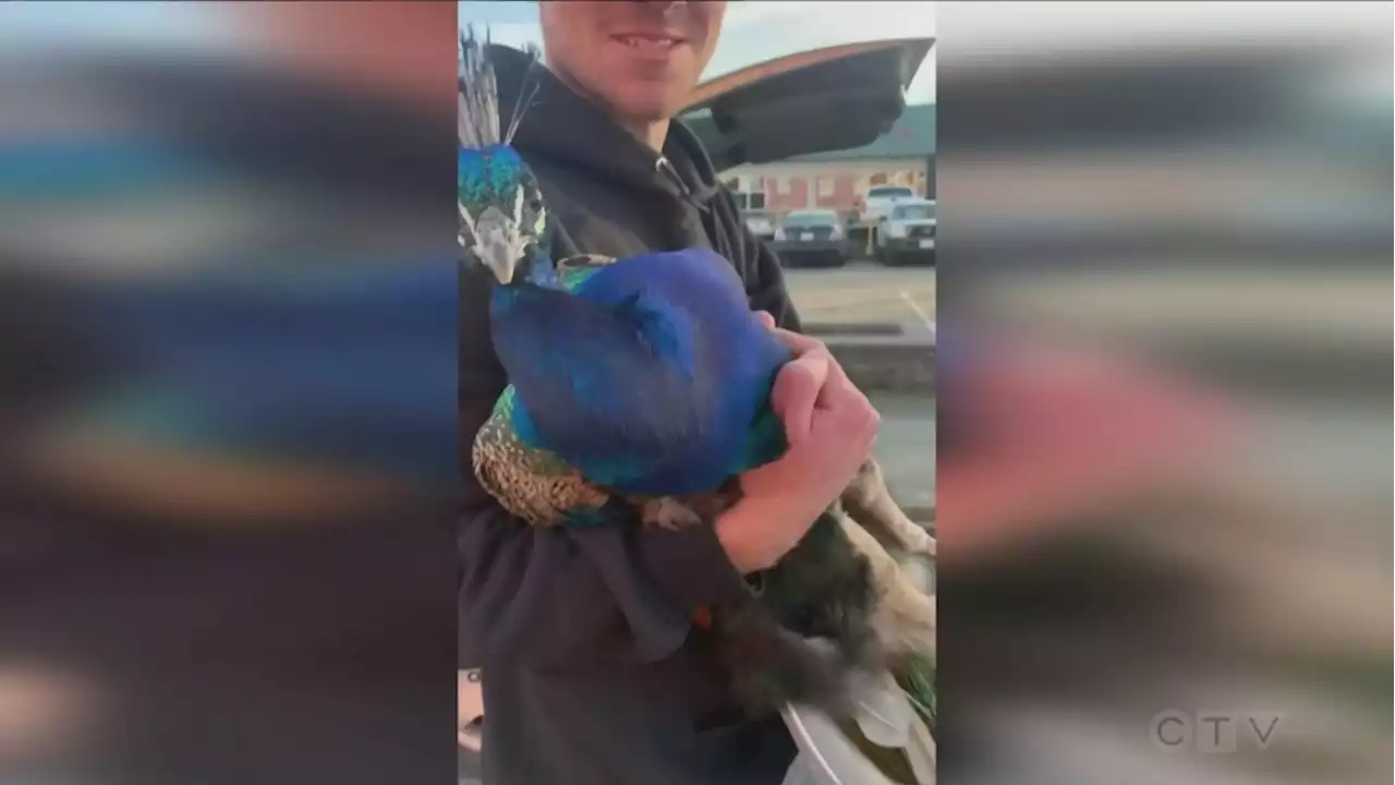 Strangers rescue peacock from peril on Victoria street