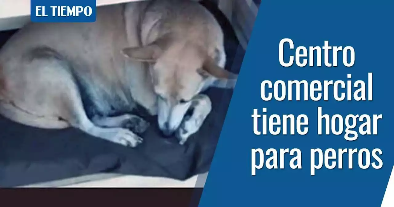 Video: Mall Plaza Cartagena tiene hogar para perros callejeros por invierno