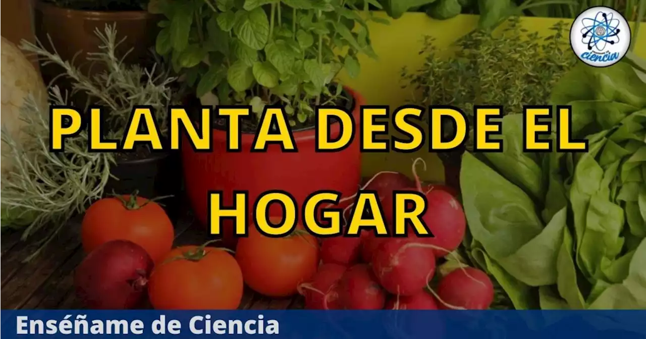 5 mejores alimentos que puedes cultivar desde casa y probablemente no sabías